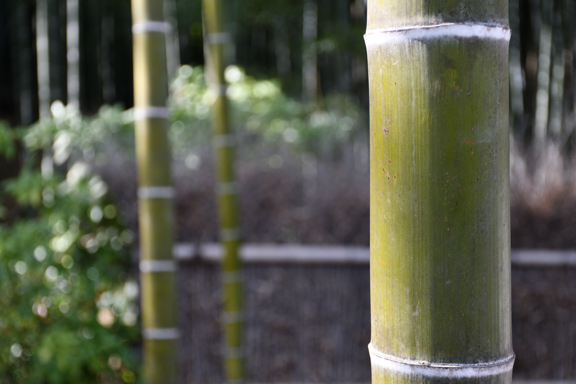 Bamboo CNF to be alternative for steel, plastic | | Muslim Tourist