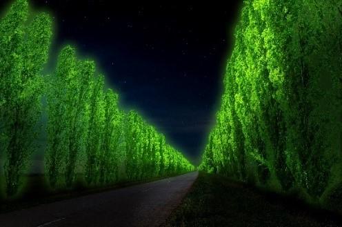 Japanese universities create glowing tree for non-electric lights