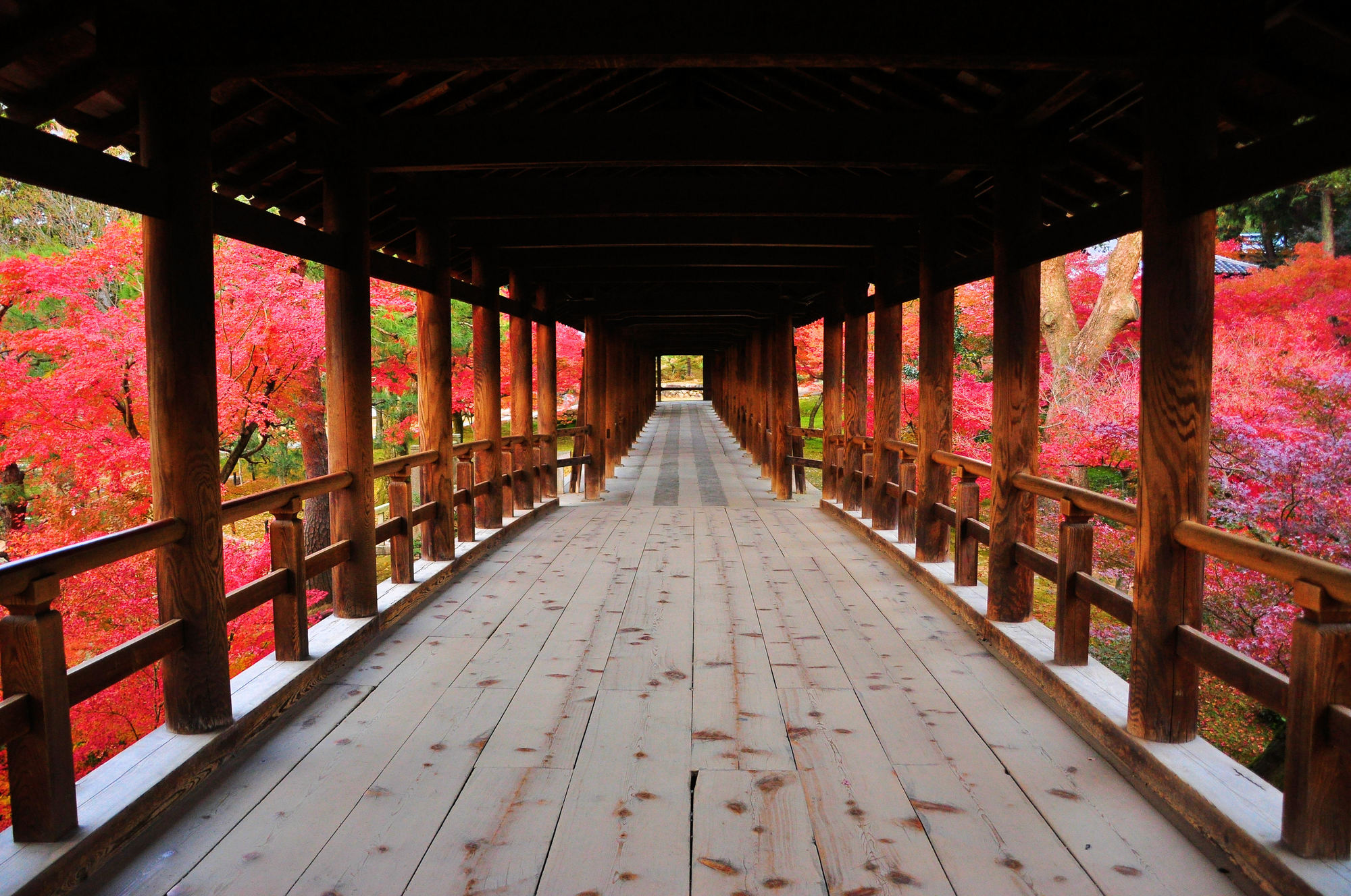 東福寺の紅葉の庭園